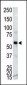 CAMK1G (CaMKI gamma) Antibody (C-term)